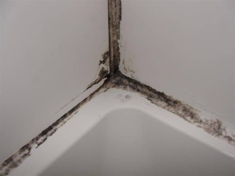 mold on shower corner caulk